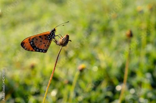 butterfly on the grass