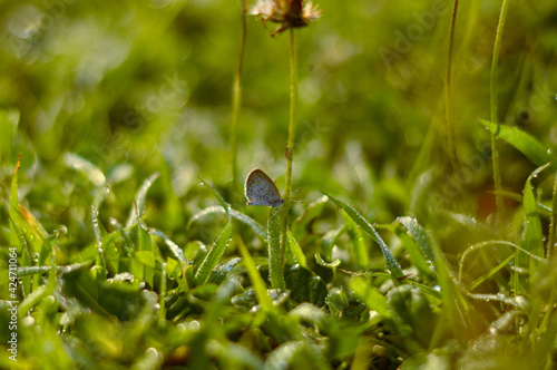 little butterfly on grass