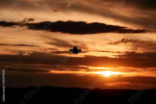 Small drone also multicopter as a silhouette. Orange evening sky with clouds, city in the background. Germany.