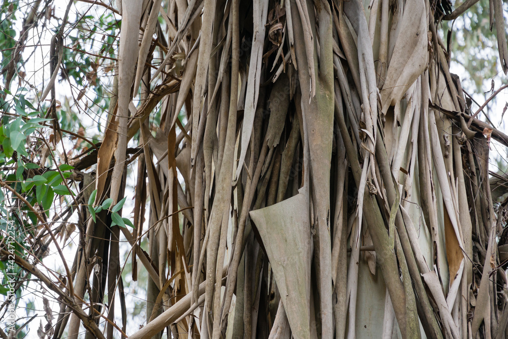 Obraz premium Original bark texture peeling from trunk of Eucalyptus tree or gum tree growing in Arboretum Park Southern Cultures in Sirius (Adler). Beautiful nature landscape for any design