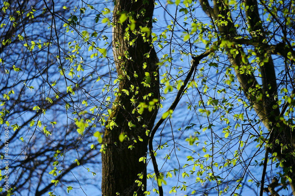 Obraz premium Looking into the blue sky through young green leaves in spring