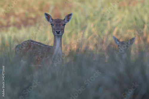 Beautiful female fallow deer with her young hiding in the high grass, photographed in the dunes of the Netherlands.