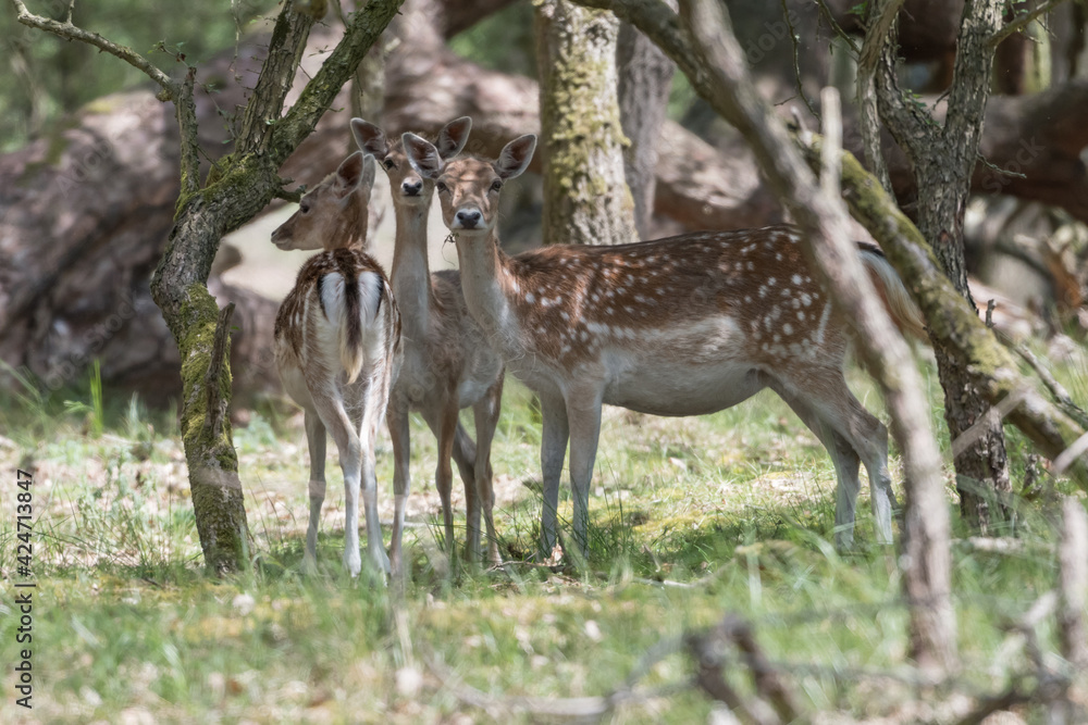 Obraz premium Three beautiful females fallow deer in the dunes of the Netherlands.