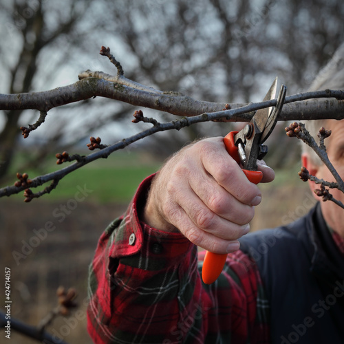 Adult farmer prunning tree in early spring using shears, selective focus on hand with tool