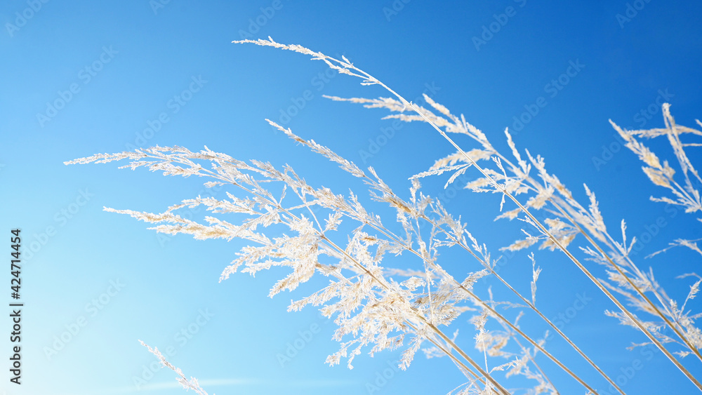 Ice-covered grass against a blue sky. High quality photo Ice-covered grass against a blue sky. High quality photo