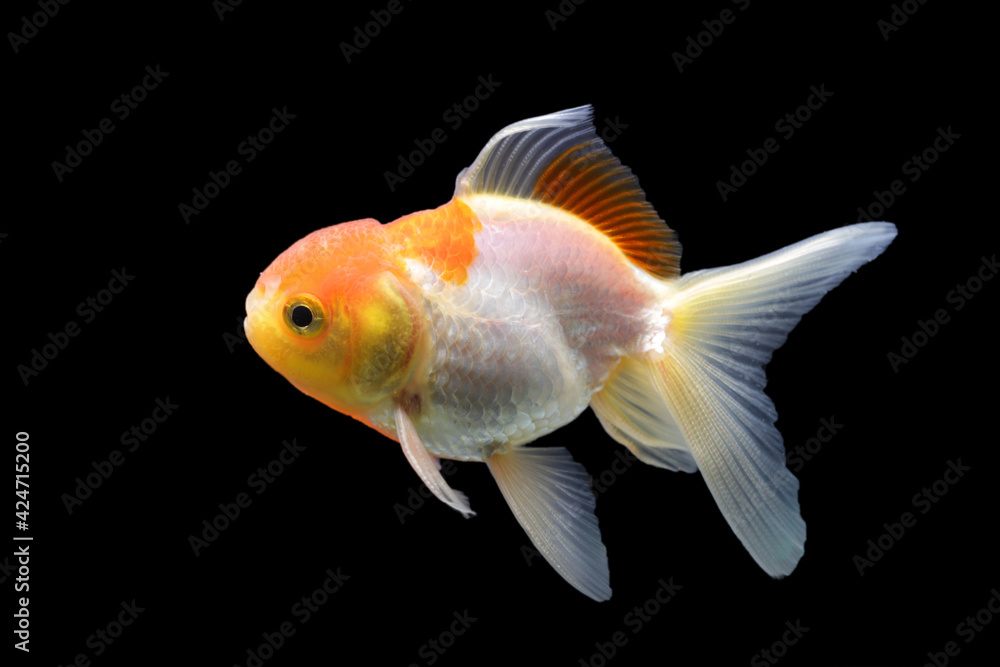 Side goldfish picture. Goldfish isolated on black background. Goldenfish isolated on black background. Thailand. Side goldfish picture. Goldfish isolated on black background. Goldenfish isolated on black background. Thailand.