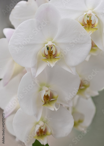 Decorative flowers Engard Orchid. Portrait of flower