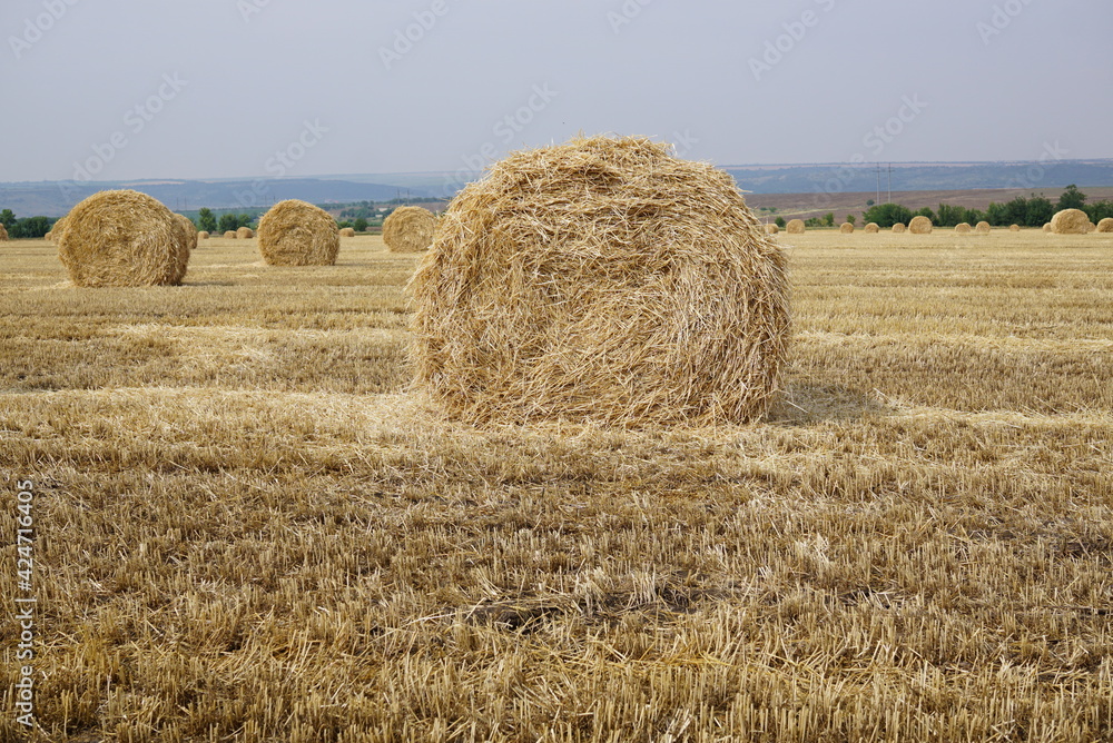 Haystack harvest Round dried haystacks in the field, summer agricultural landscape. Haystack field panorama. Rural yellow field. Rural scenery of straw stacks at sunset. Farm and pasture concept