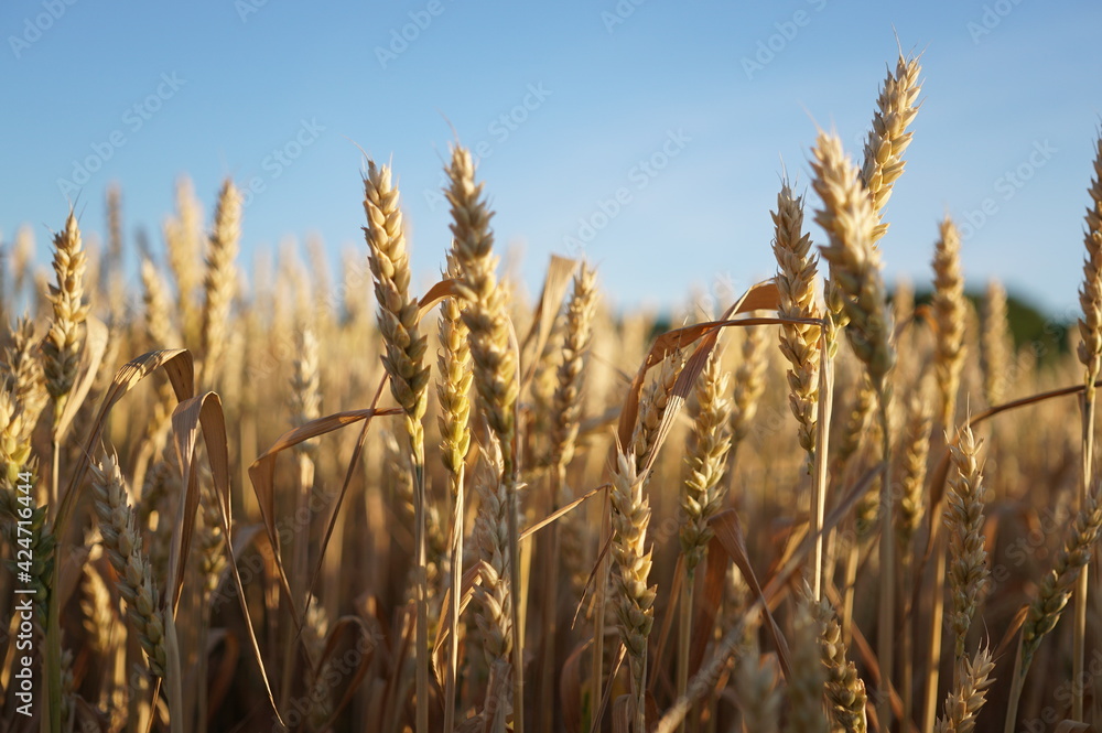 Obraz premium Wheat spikelets in the field. Wheat spikelets pattern. Background of wheat spikelets. Golden spikelets of ripe wheat close up. Harvest concept
