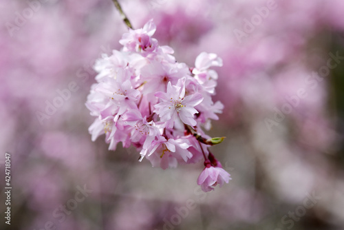ピンクの桜 花模様