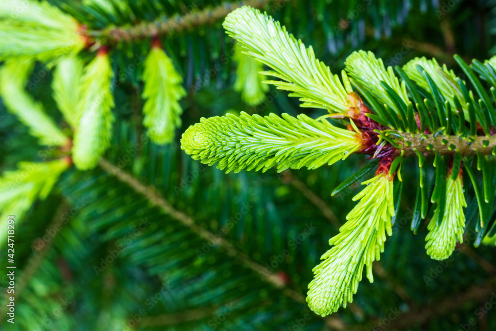 young green shoots on a spruce branch close up young green shoots on a spruce branch close up