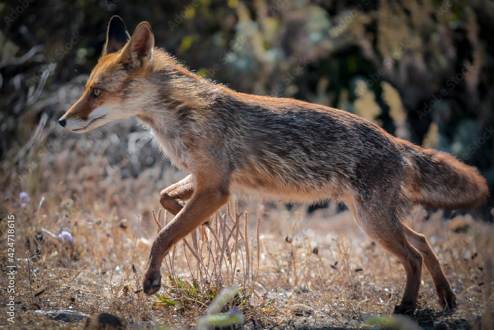 A wild Fox 4