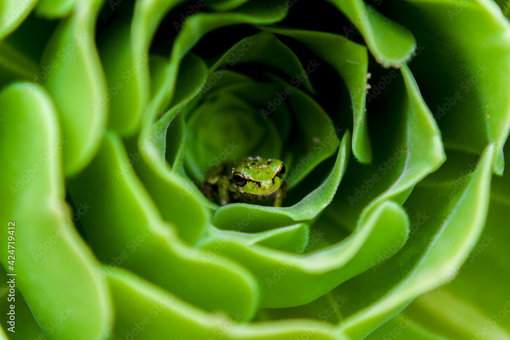 Fototapeta premium Tiny frog in a green flower 2