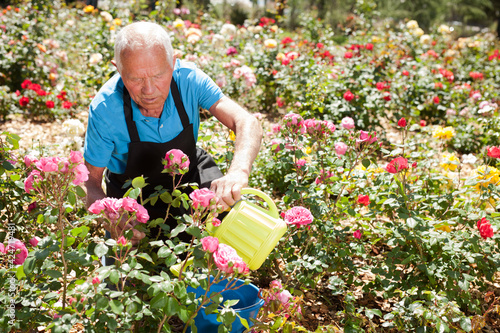 Portrait of senior man watering rose bushes at flowerbed in park © JackF