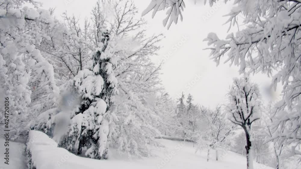 Tilt down from the snowy cup of the trees to the park