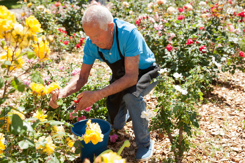Cheerful mature man cutting with scissors roses bushes at flower bed on sunny day © JackF