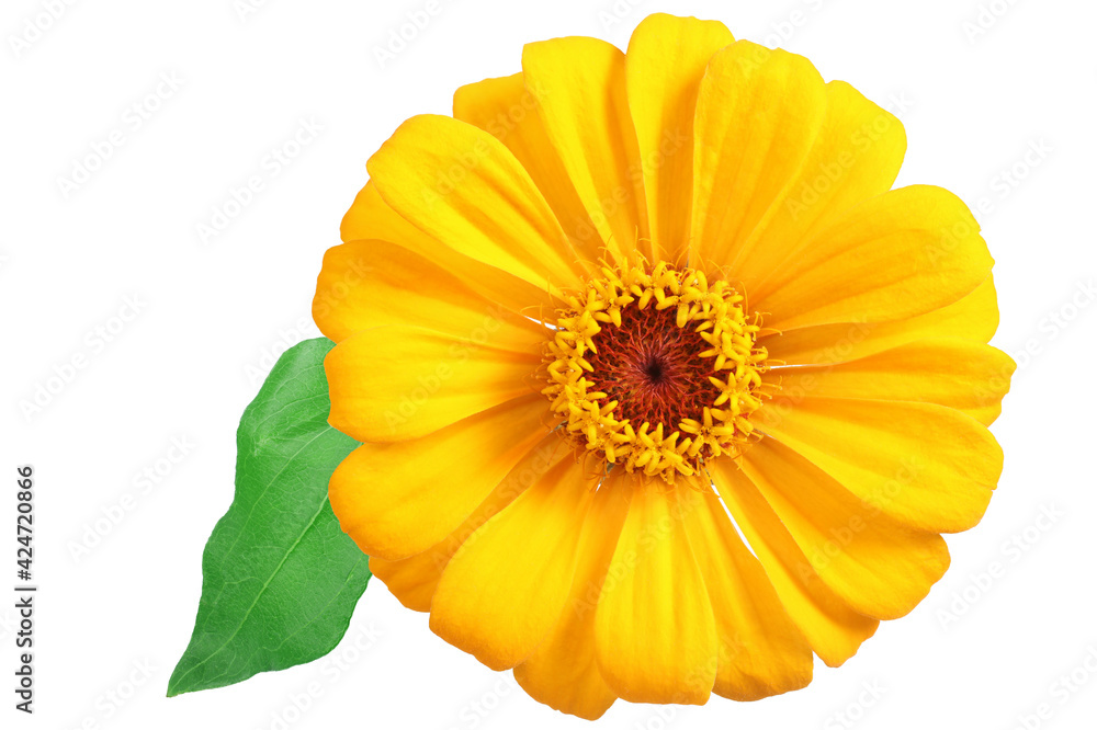 Yellow zinnia with leaf isolated on white. Very detailed Yellow zinnia with leaf isolated on white. Very detailed