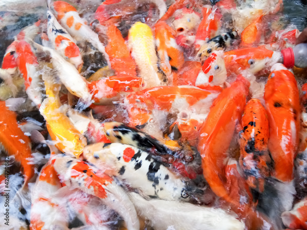 Swarm, Koi Fish, Colorful Scramble to Eat, Food
