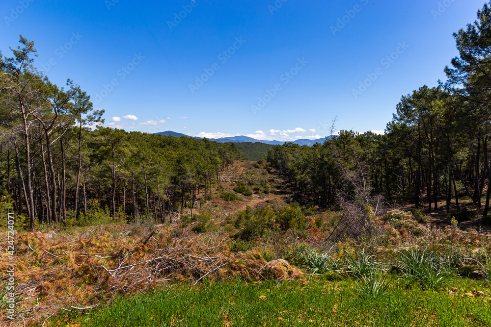 Hills with forest and mountain range on horizon. Hills with forest and mountain range on horizon.