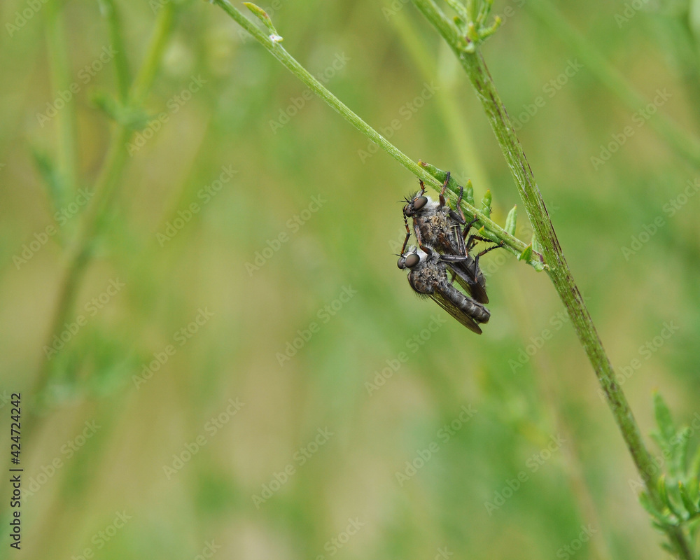 Fototapeta premium Les taons