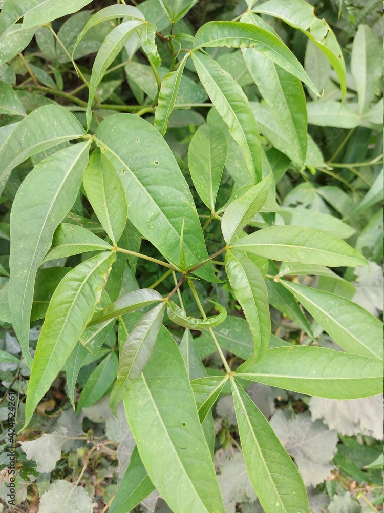 leaves in a garden leaves in a garden
