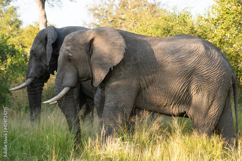 Photography Two african elephants in Kruger park