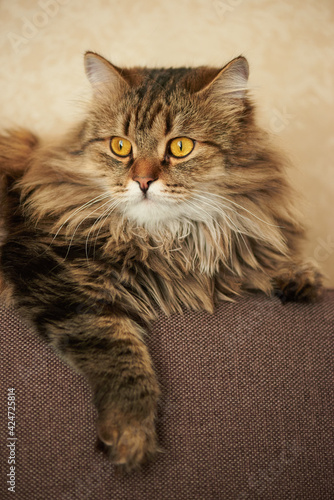 Canvas Print the cat lies on the couch with his paw dangling