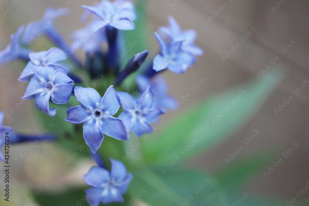 初夏の半日陰の庭 チョウジソウ ブルーアイスの青い花