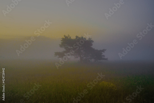Tree in a field with fog