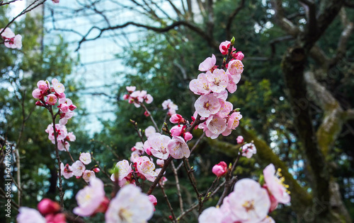 Amazing cherry blossom( sakura) in Koishikawa Korakuen garden