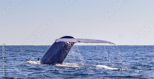 Blue whale on the surface of the water, showing fluke at Azores.