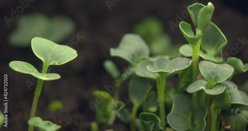 Growing plants in Spring Timelapse, Sprouts Germination newborn Pea plant in greenhouse agriculture. Growing microgreens for diet at home.