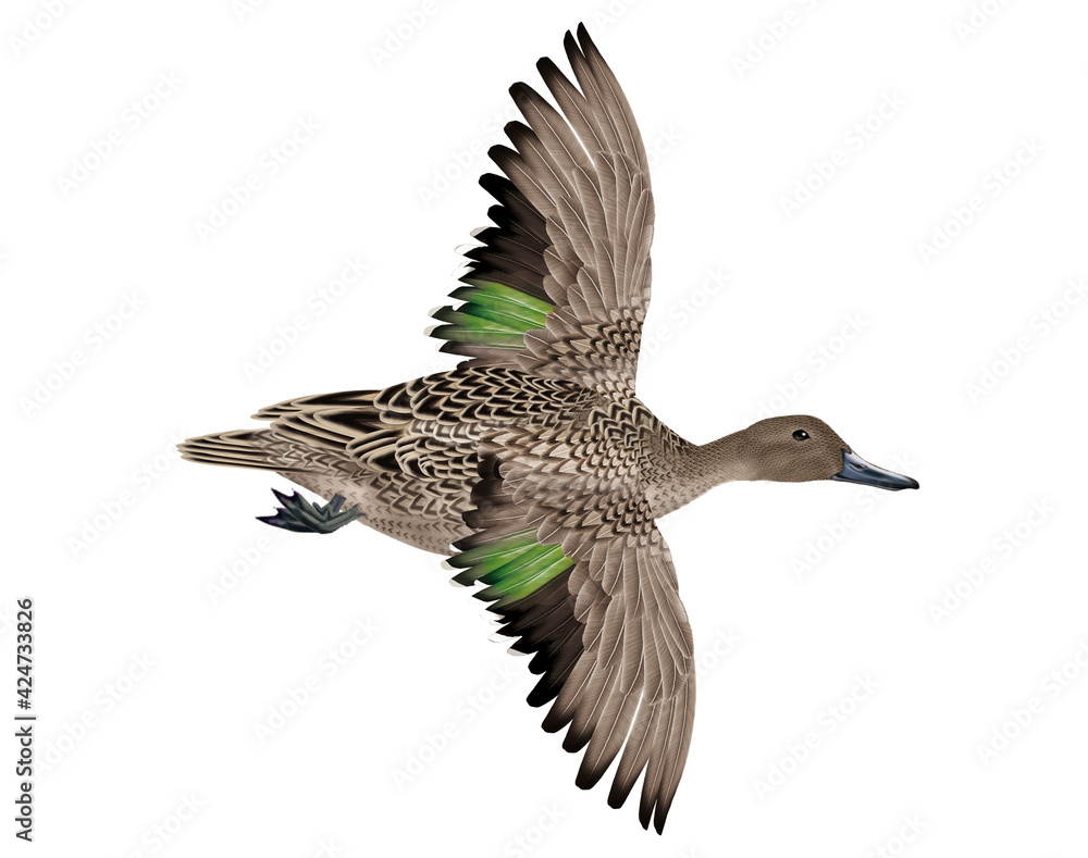 canard, pilet, anas aile, vol, mâle, migration, , isolé, nature, voyage, bec, oie, eau, sauvage, faune, blanc, brun, oiseau aquatique, lac canard, pilet, anas aile, vol, mâle, migration, , isolé, nature, voyage, bec, oie, eau, sauvage, faune, blanc, brun, oiseau aquatique, lac