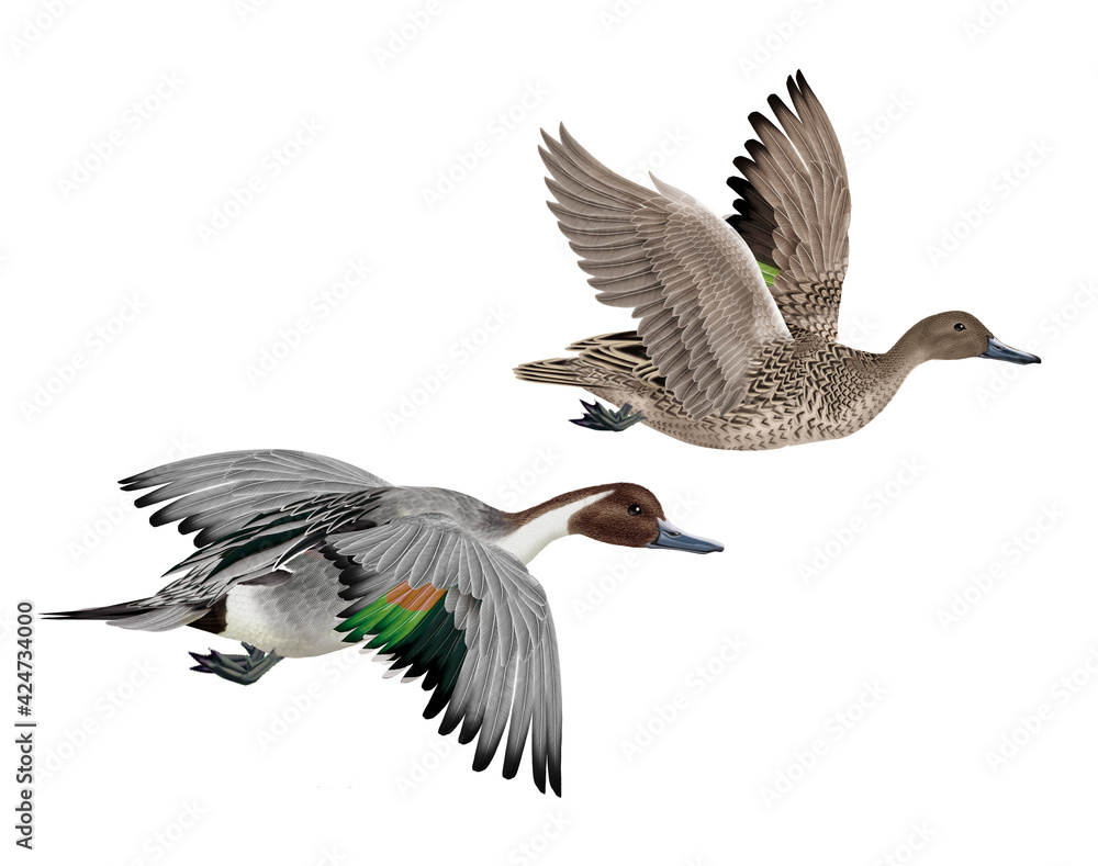 Obraz premium canard, pilet, anas aile, vol, mâle, migration, , isolé, nature, voyage, bec, oie, eau, sauvage, faune, blanc, brun, oiseau aquatique, lac