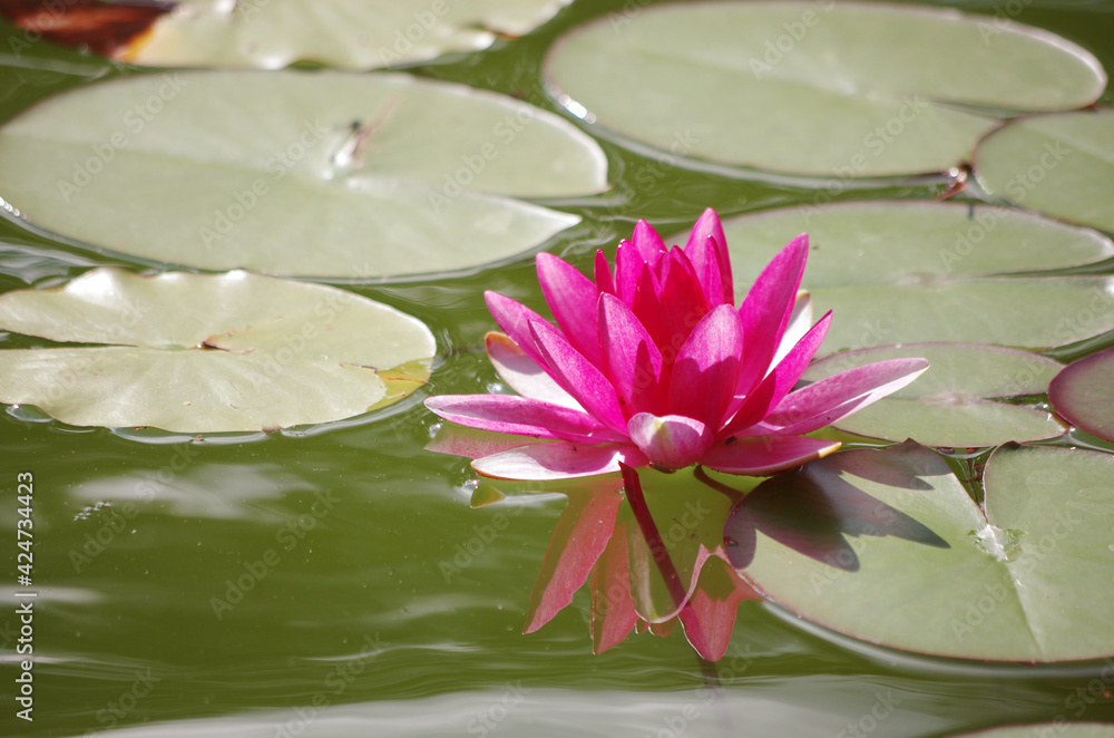 Lotus flower and lotus leaves on the water. Lotus flower and lotus leaves on the water.