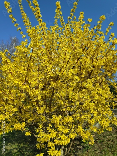 beautiful yellow tree blooms in spring
