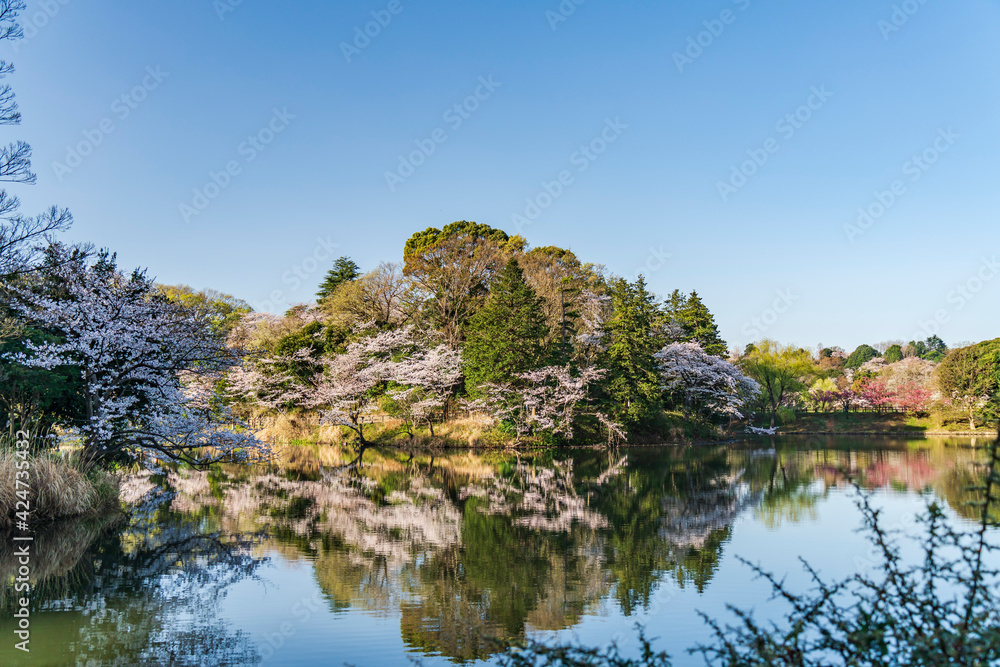 県立三ツ池公園の桜景色【日本さくら名所100選】