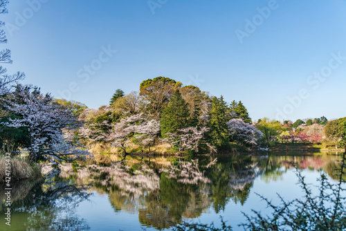 県立三ツ池公園の桜景色【日本さくら名所100選】