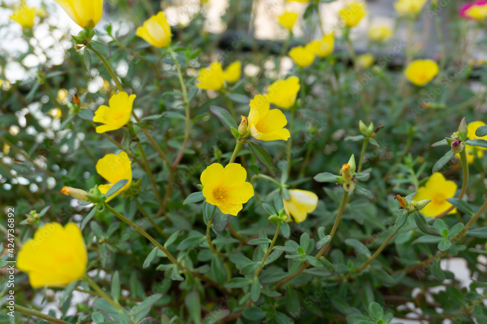 yellow flowers in the garden yellow flowers in the garden
