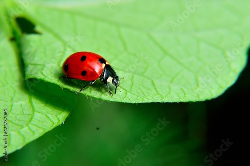 ladybug on leaf revealing nature and insect world. biological pesticide that controls pests. © Ali
