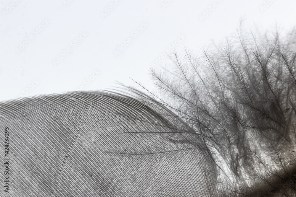 Fototapeta premium Vogelfeder von einem Vogel als Makroaufnahme
