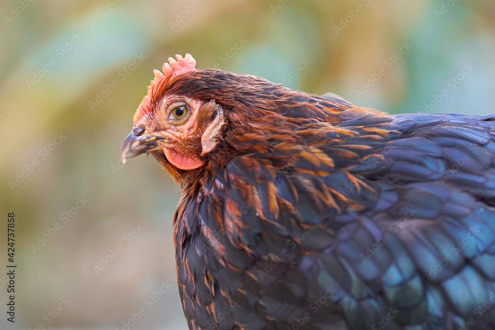 Close up of a black chicken