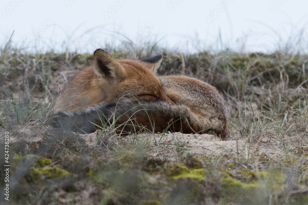 Obraz premium Time for a nap! This fox lay down to take a nap. Sleeping fox in the dunes of the Netherlands.