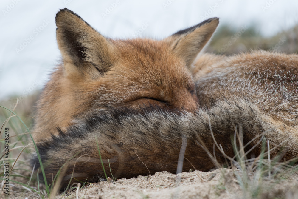 A close up of sleeping red fox. This fox lay down to take a nap. Photographed in the dunes of the Netherlands.