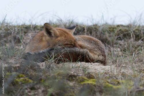 Time for a nap! This fox lay down to take a nap. Sleeping fox in the dunes of the Netherlands. © Tim