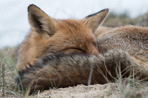 A close up of sleeping red fox. This fox lay down to take a nap. Photographed in the dunes of the Netherlands.