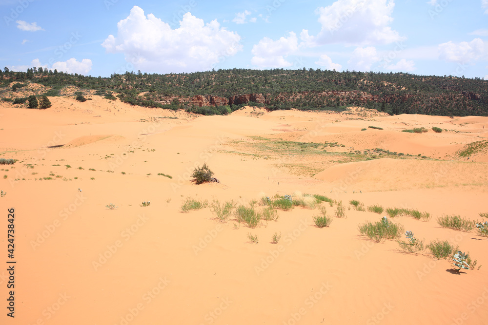 Coral Pink Sand Dunes State Park in Utah, USA Coral Pink Sand Dunes State Park in Utah, USA