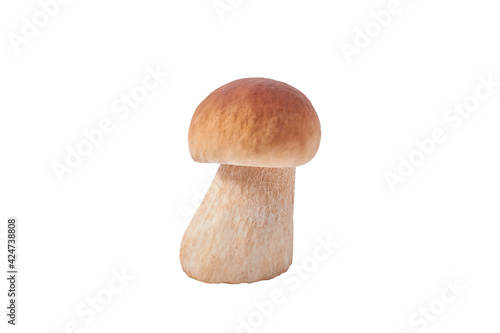 Boletus edulis or cep mushroom isolated on white. Mushroom