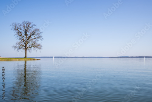 einzelner Baum am See