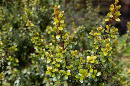 Myrsine africana or cape myrtle plant